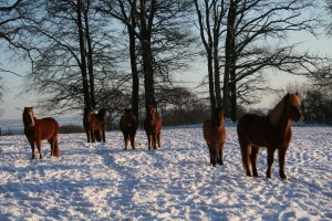 Snöglada hästar på vila