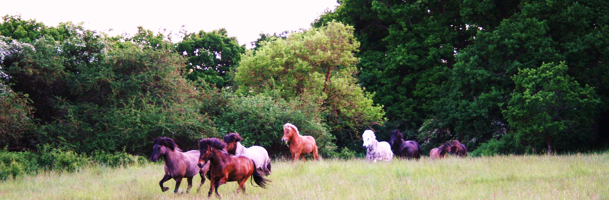 Hästar glada i hage