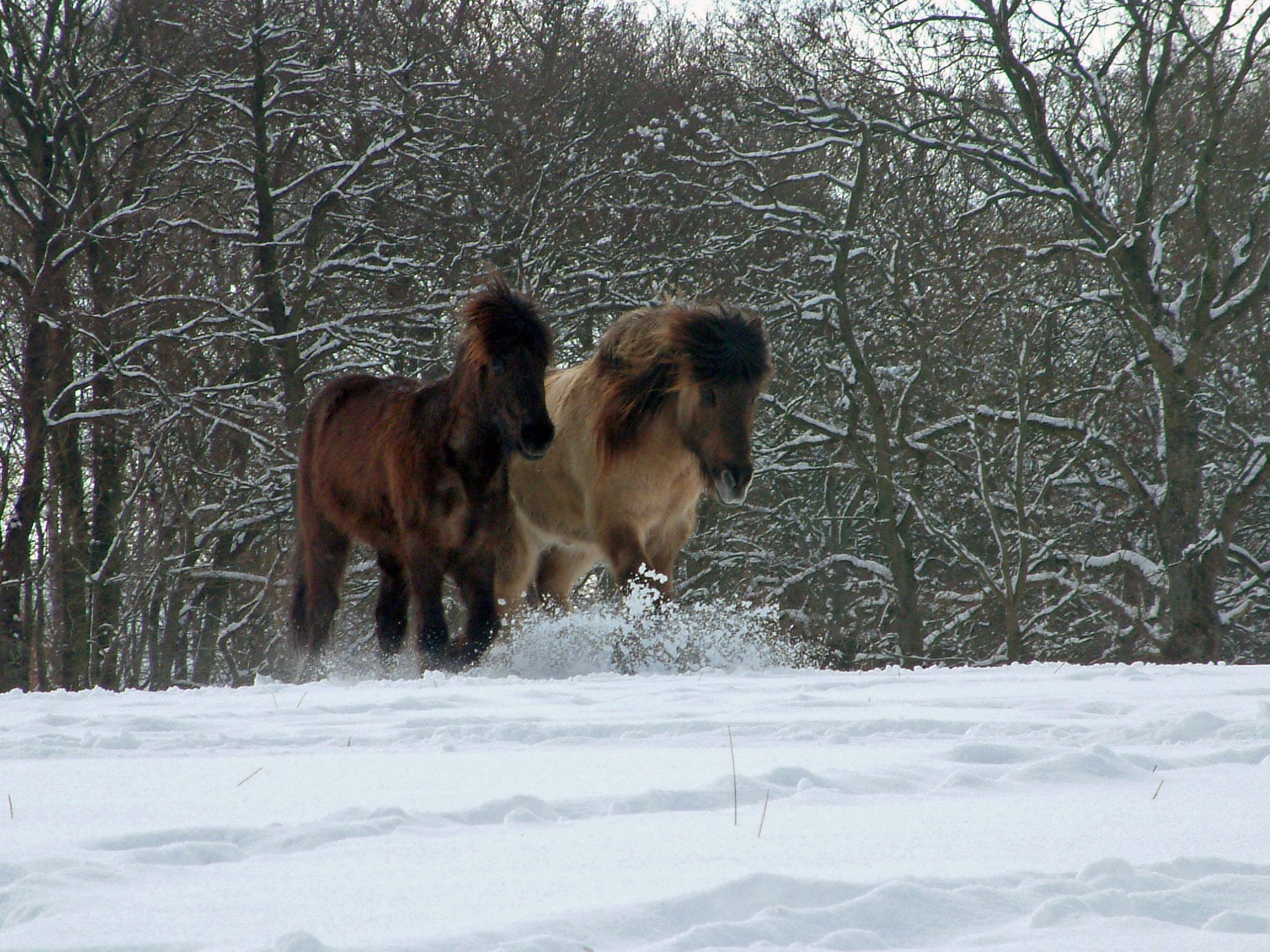 Hästar i snö...