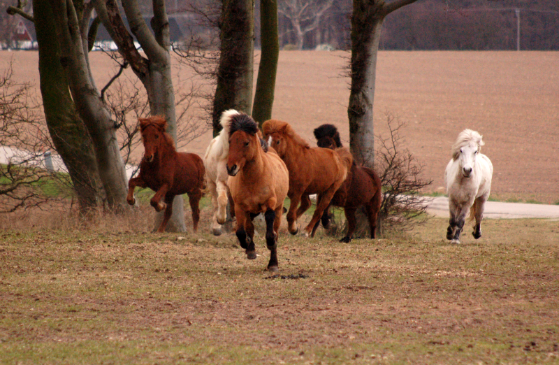 En liten flock glada hästar.